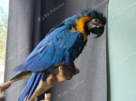 Blue and Gold Macaw