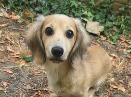 REHOME cream longhaired miniature dachshund puppy