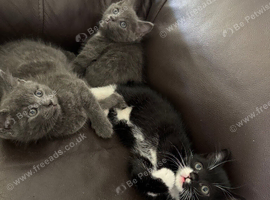 Kittens &pound;250 each