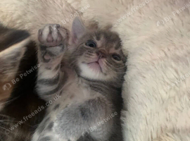 Kittens