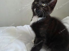Last 2 male mainecoon cross