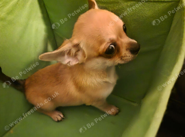 Quality KC Registered puppies