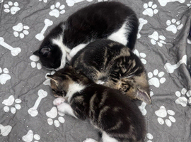 Adorable kittens looking for forever homes