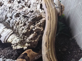 Female Fire motley boa for sale!!