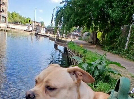 Male puppy in need of loving home