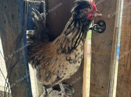 Roosters in need of re-homing - Free to good homes!