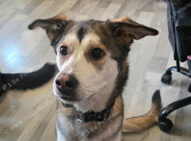 Husky cross female