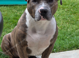 mastiff x Stud Available - Derrick