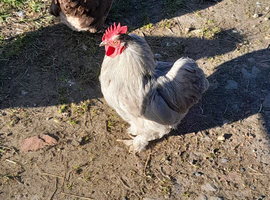 Lavender pekin cockerel
