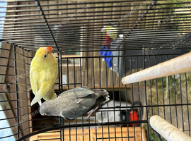 Lovebirds