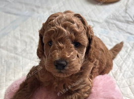 Toy poodles for sale