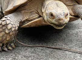 True ivory sulcata