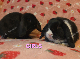 Mini lop Does 9weeks