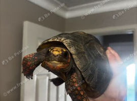 Redfoot tortoise