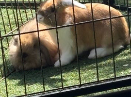 Selection of young rabbits