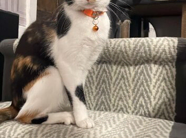 1 year old calico spayed female
