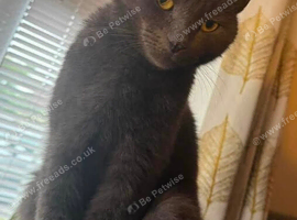 Beautiful Blue Siamese for rehoming