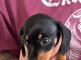 RKC registered miniature smooth