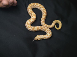 Western Hognose (Albino)