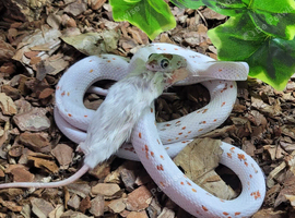 CB24 Palmetto Corn Snakes