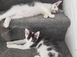 TICA REGISTERED STUNNING KITTENS