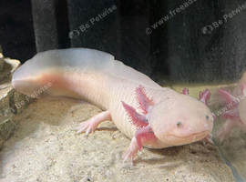 Axolotl female