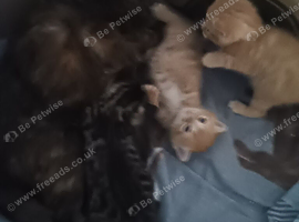 Kittens