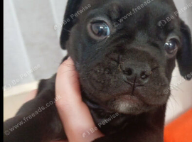 Last of the litter 8 week old male drug puppy