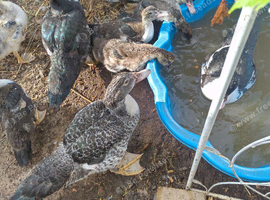 Mascovey Ducks