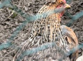 4 cream legbar hens