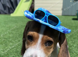 6 month old beagle pup