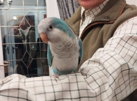 Hand tame baby blue Quaker