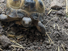 Horsefield tortoise 6 yr old with viv