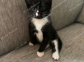 Kitten looking for loving home