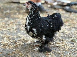 Breeding Pair of Black speckled pekin