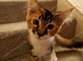 Maine Coon Kittens