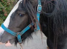 Paddock for 2 ponies***** wanted****