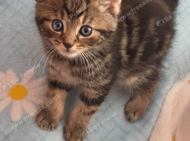 the last two  Tabby  kittens