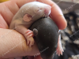 Beautiful dumbo balds and fancy rats ready for new homes