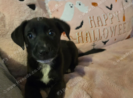 Germanshepard x staffy puppies (READY NOW)