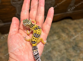 Leopard gecko babies