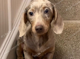 Isabella and cream dapple miniature dachshund