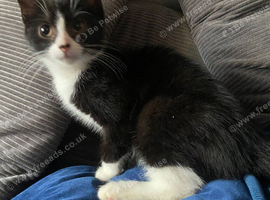 Female kitten