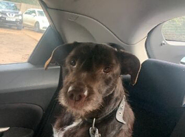 Bulgarian Dog for Sale SG4