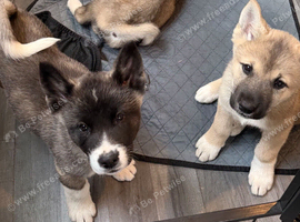 American Akita Puppies