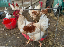 Cockerels