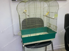 Male and female canaries with cage for sale