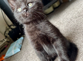 British shorthair kittens black