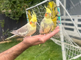 Two cocktails for sale including cage