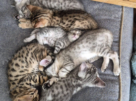 Two siblings Bengal and a Savannah